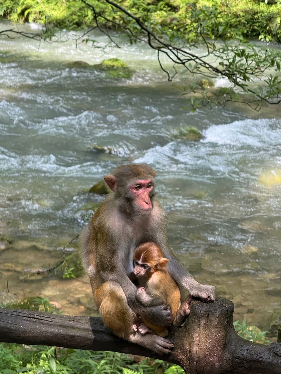 Macacos em Zhangjiajie